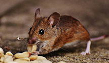 24 Hour & Emergency Exterminators in Billingsville, MO